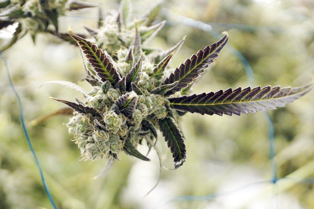 Medical Marijuana
