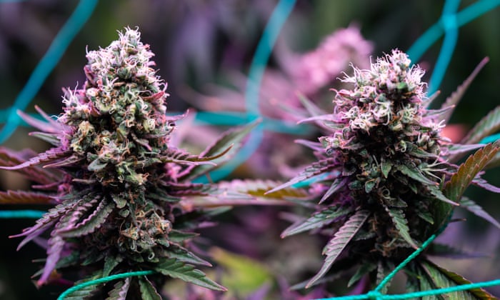 cannabis withdrawals
