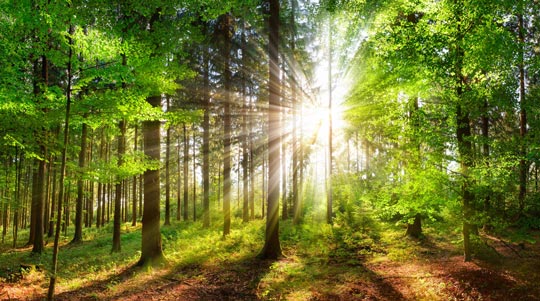 Carbon Neutrality